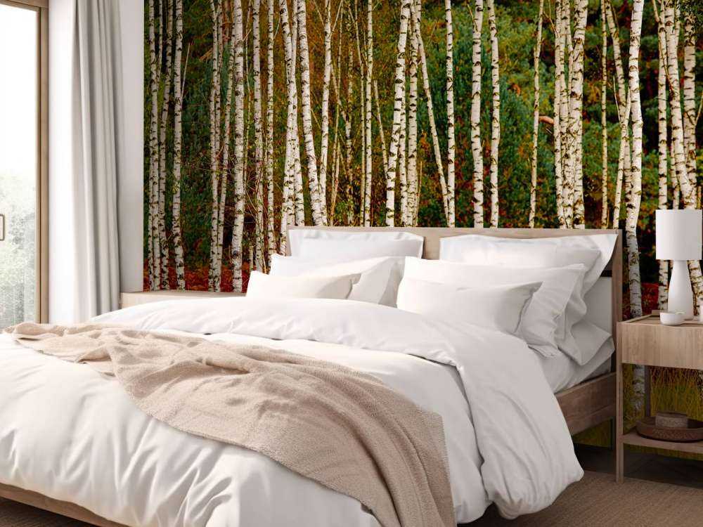 Björkträd i utkanten av skogen