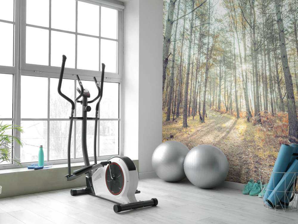 Sti gennem en solbeskinnet skov