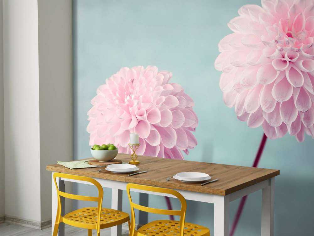 To Dahlia blomster