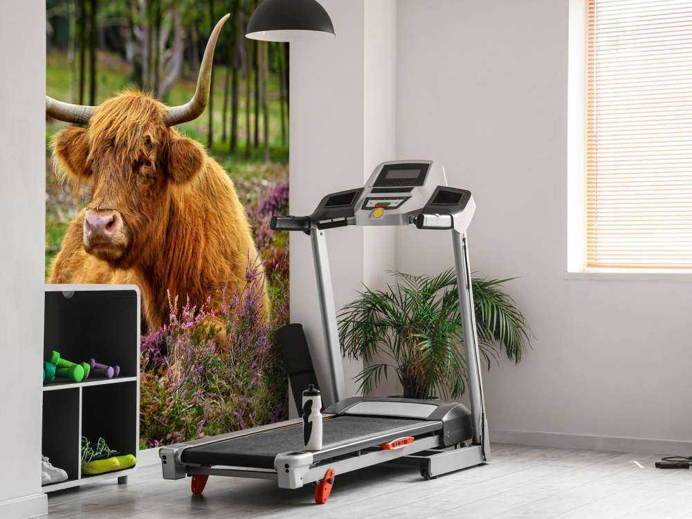 Skotsk højlander mellem lilla lyng