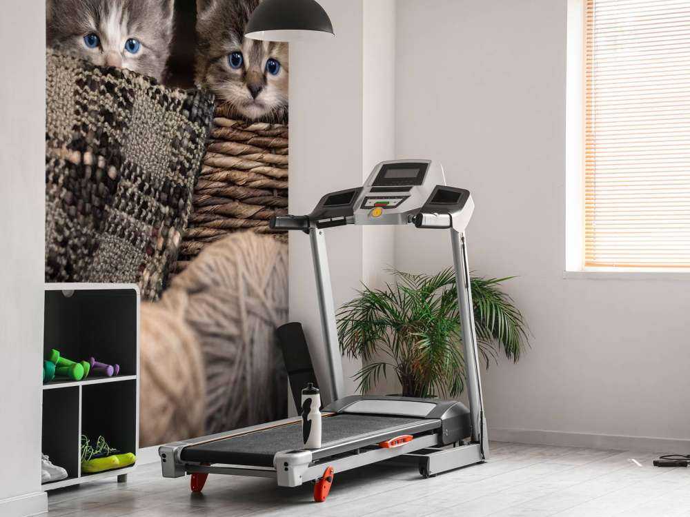 Tre kattunger i en kurv