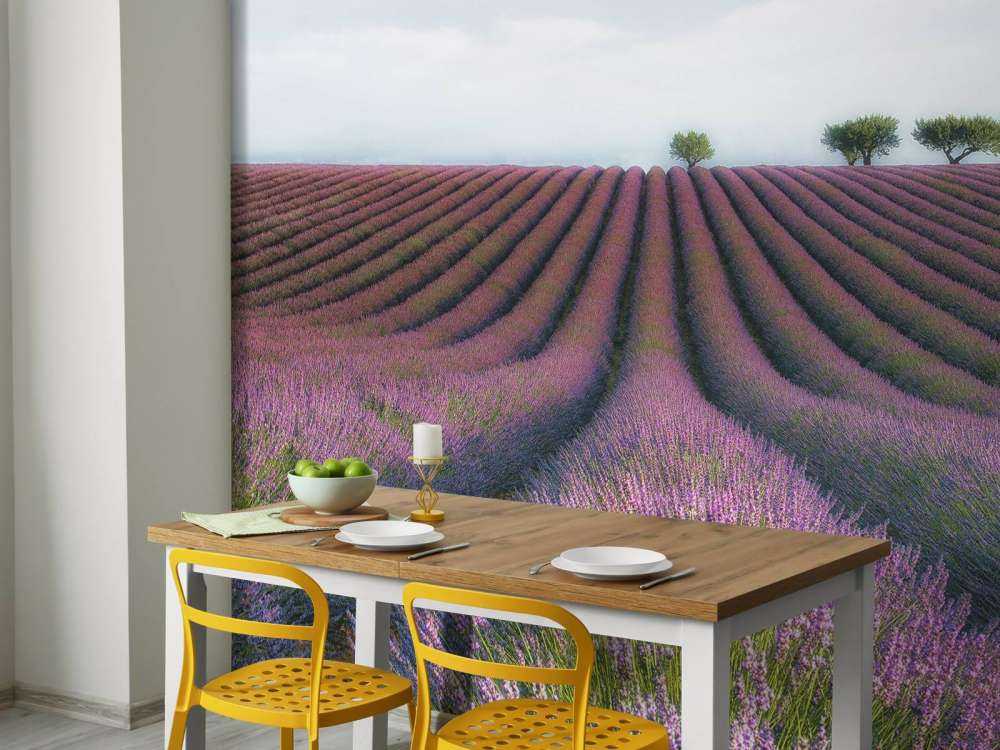 Velours de Lavender