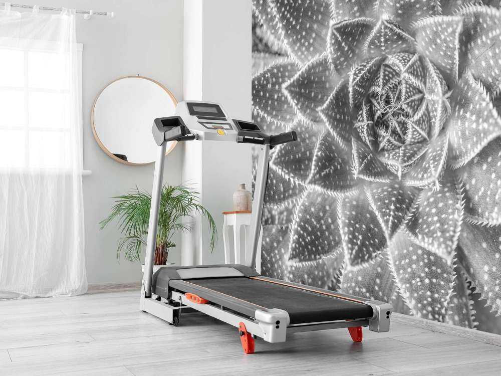 Nærbilde sukkulent plante