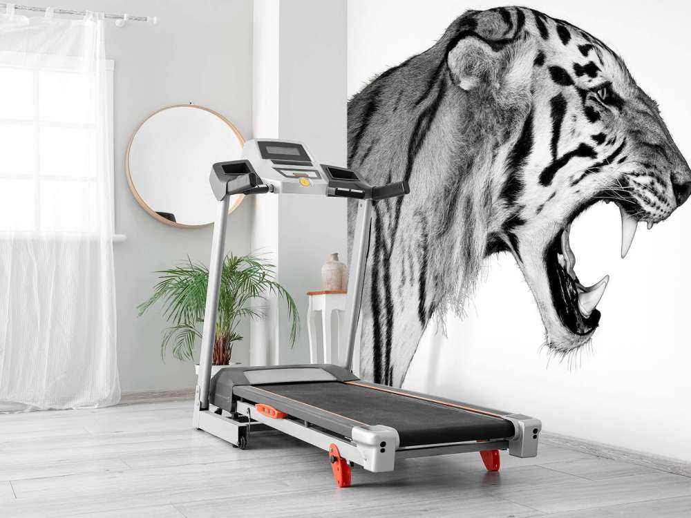 Brølende tiger hvit