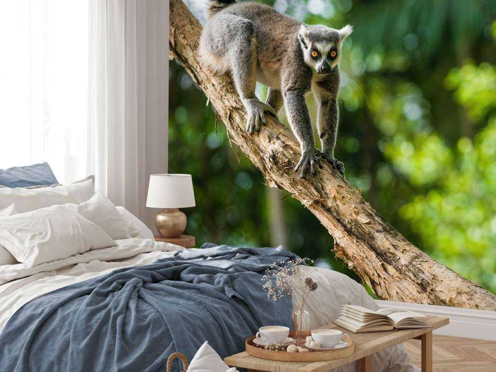 Ring-tailed ape i et tre