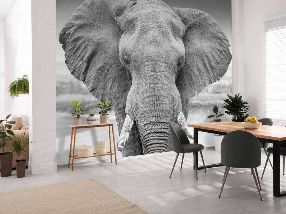 Elefant svart og hvitt