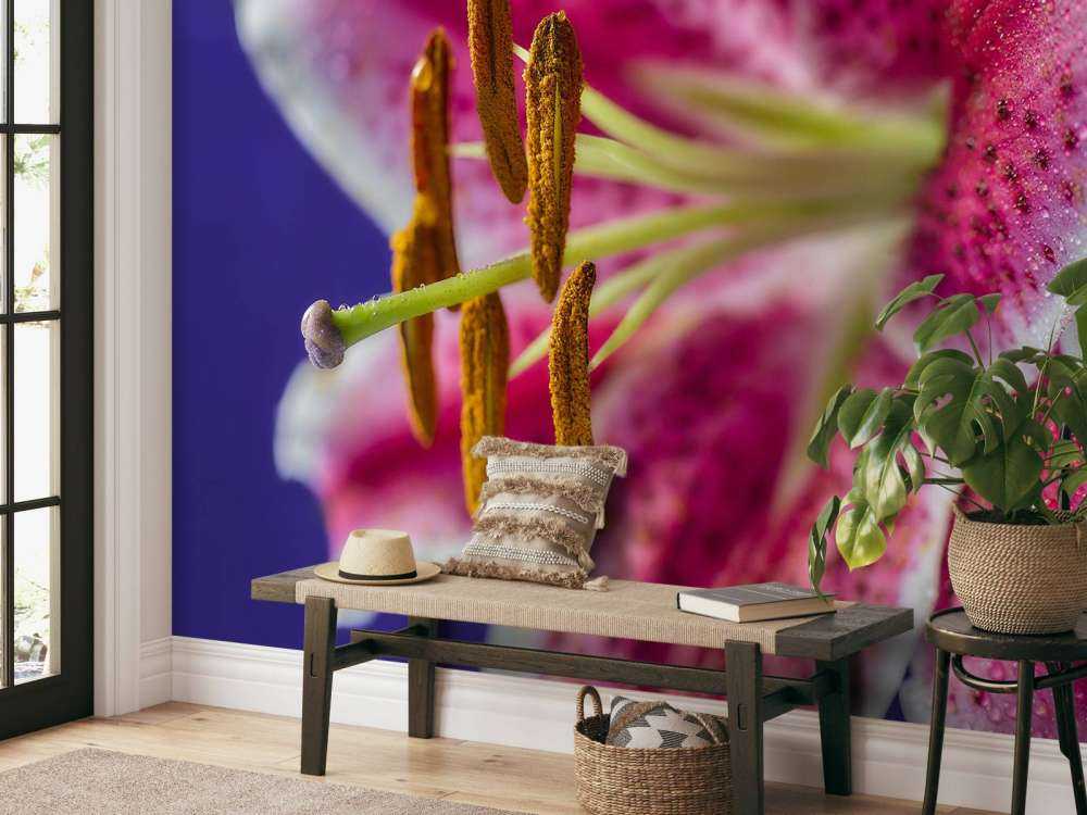 Nærbillede af lyserød blomst