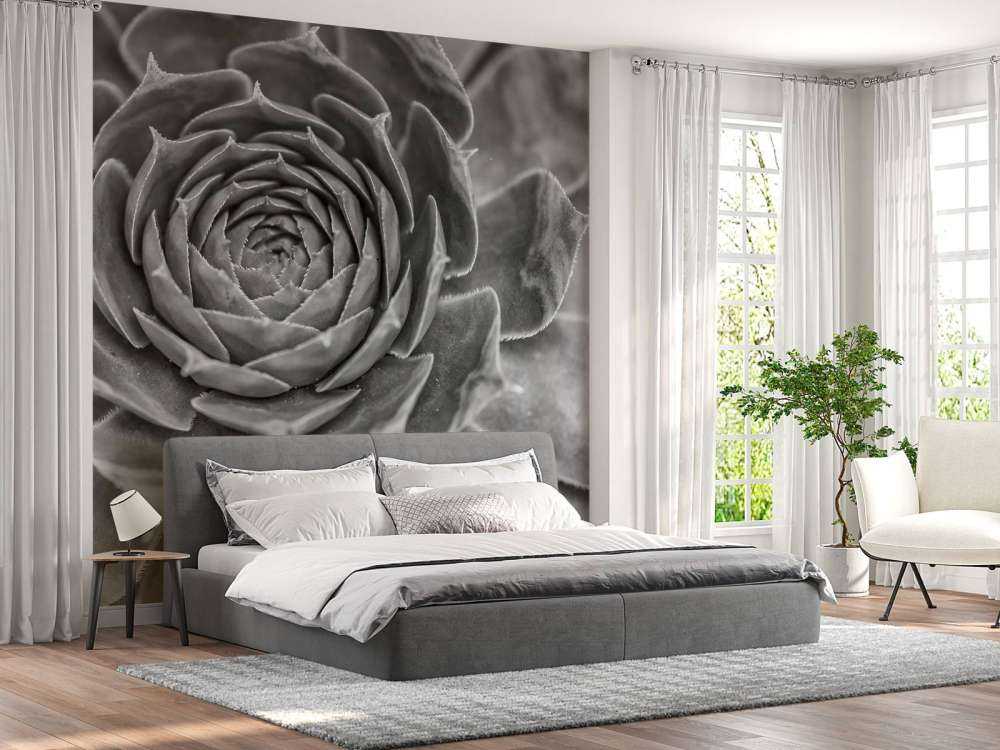 Nærbillede af saftige planter
