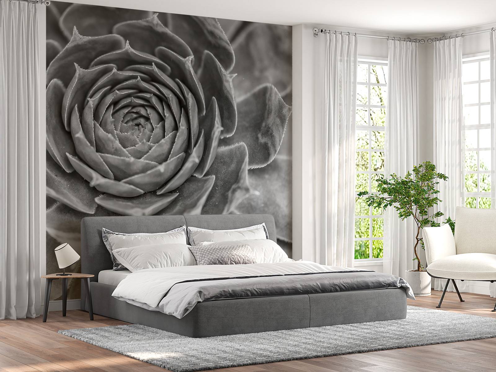 Nærbillede af saftige planter