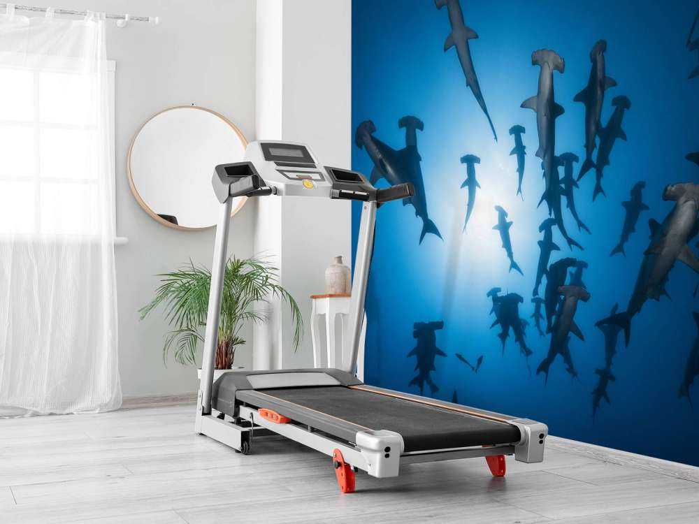 Hammerhead Shark - undervandsfotografering