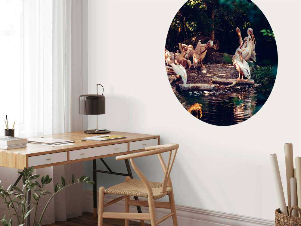 Pelikaner i zoologisk have