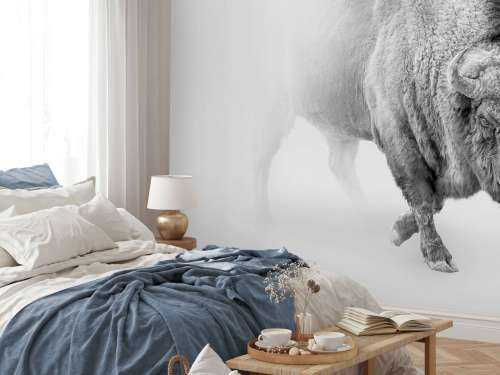 Bison sort, hvid