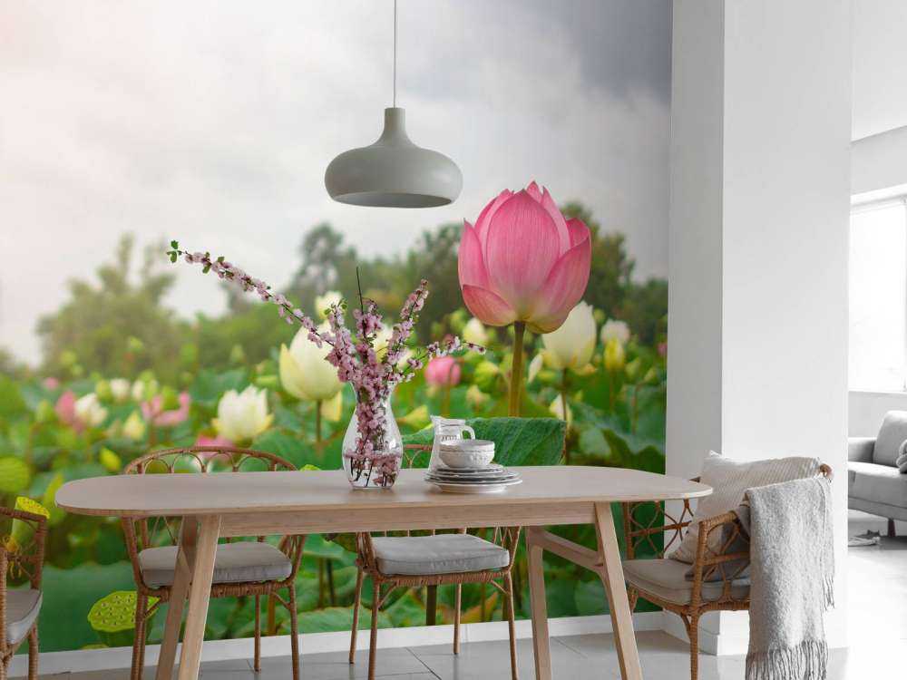 Lyserøde og hvide lotusblomster