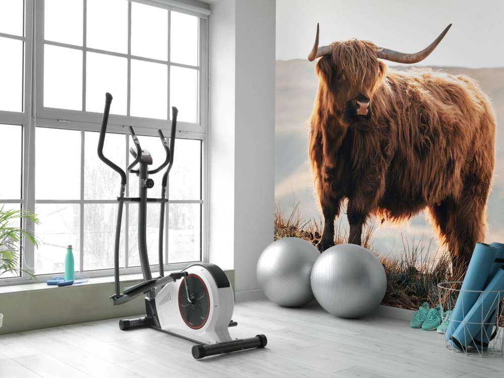 Skotsk højlander på en bakke