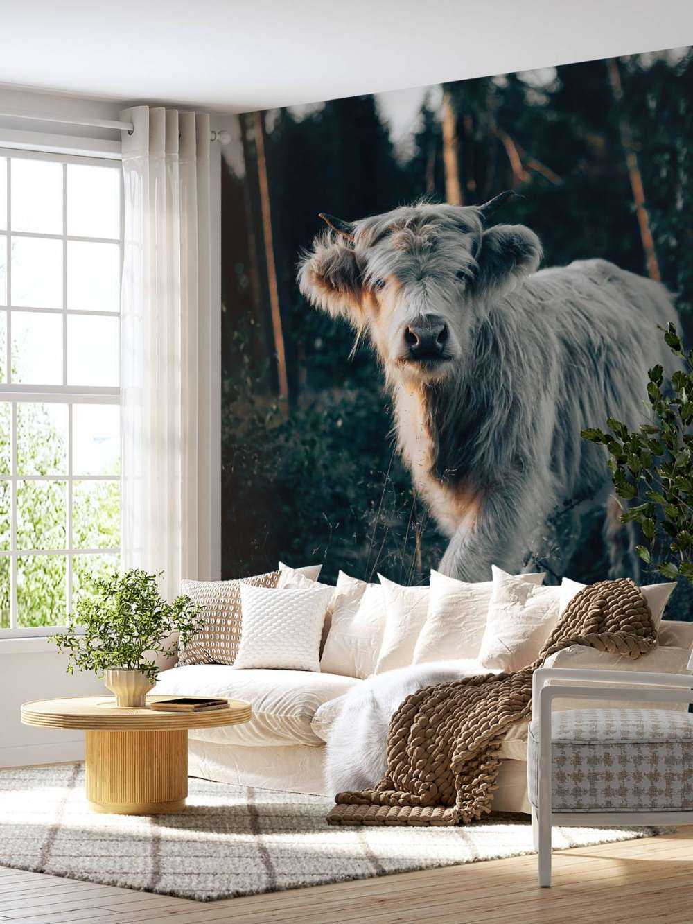 Skotsk highlander-unge