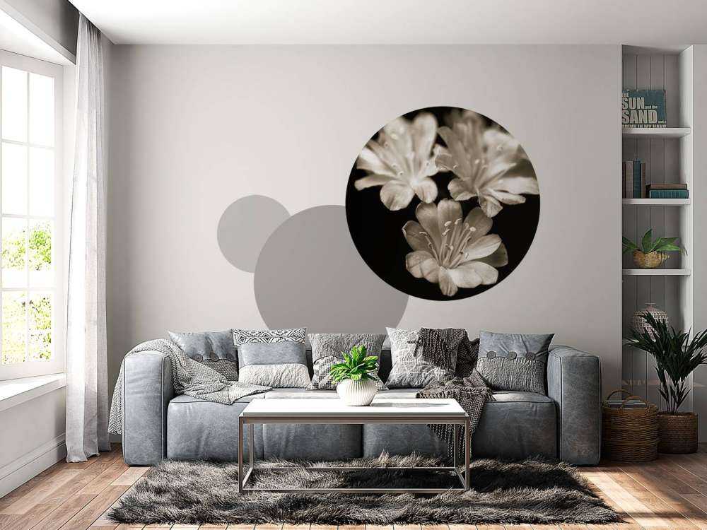 Lewisia-blomst i nærbillede