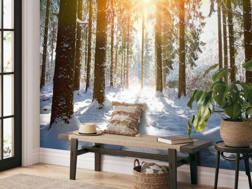 Solljus i vinterskog