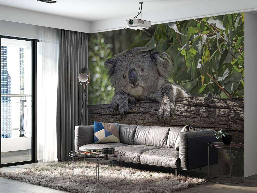 Söt koala
