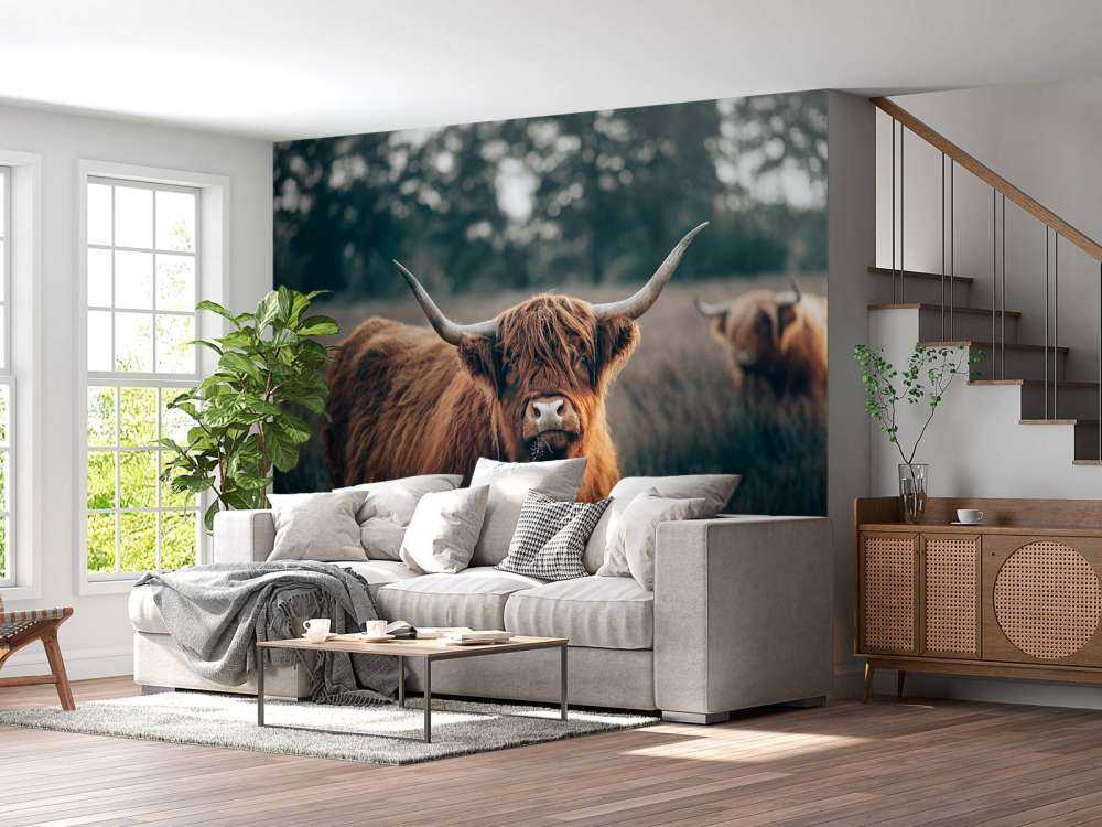 Skotsk högländare i närbild