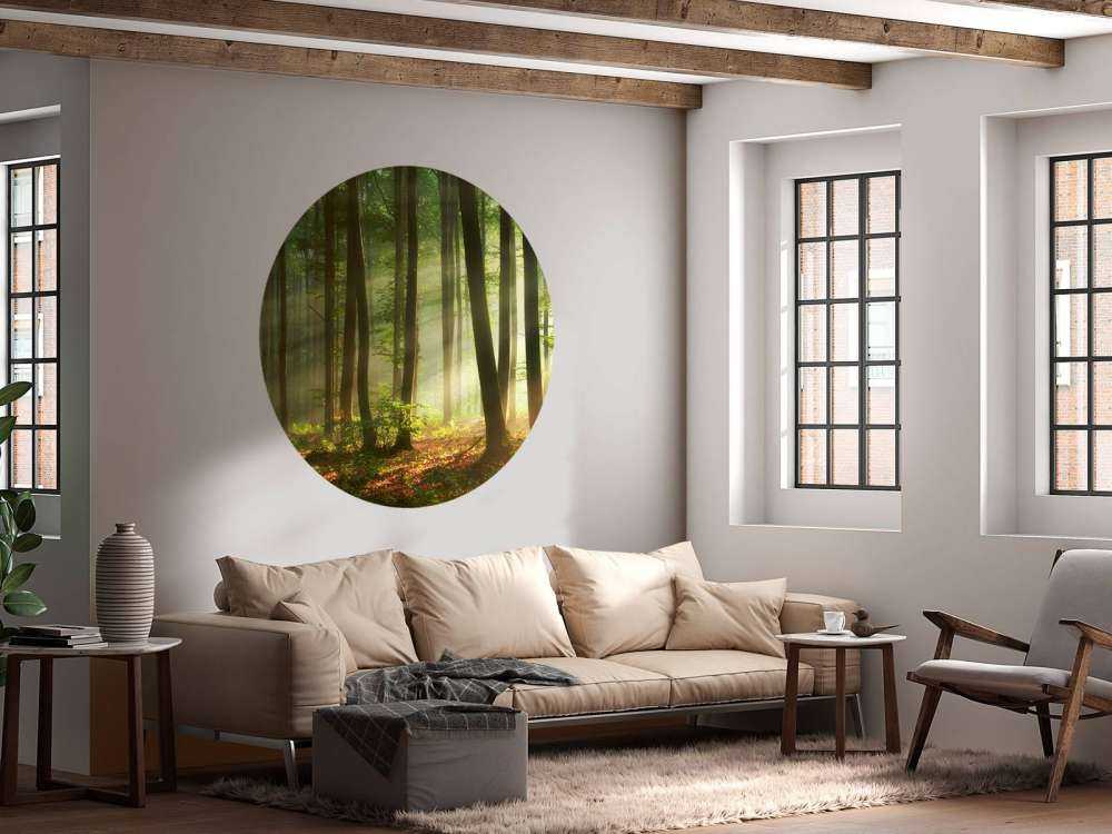 Morgonsol blockerar träden