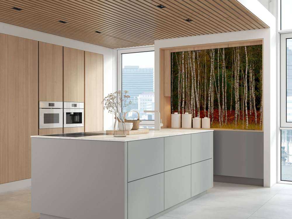 Björkträd i utkanten av skogen