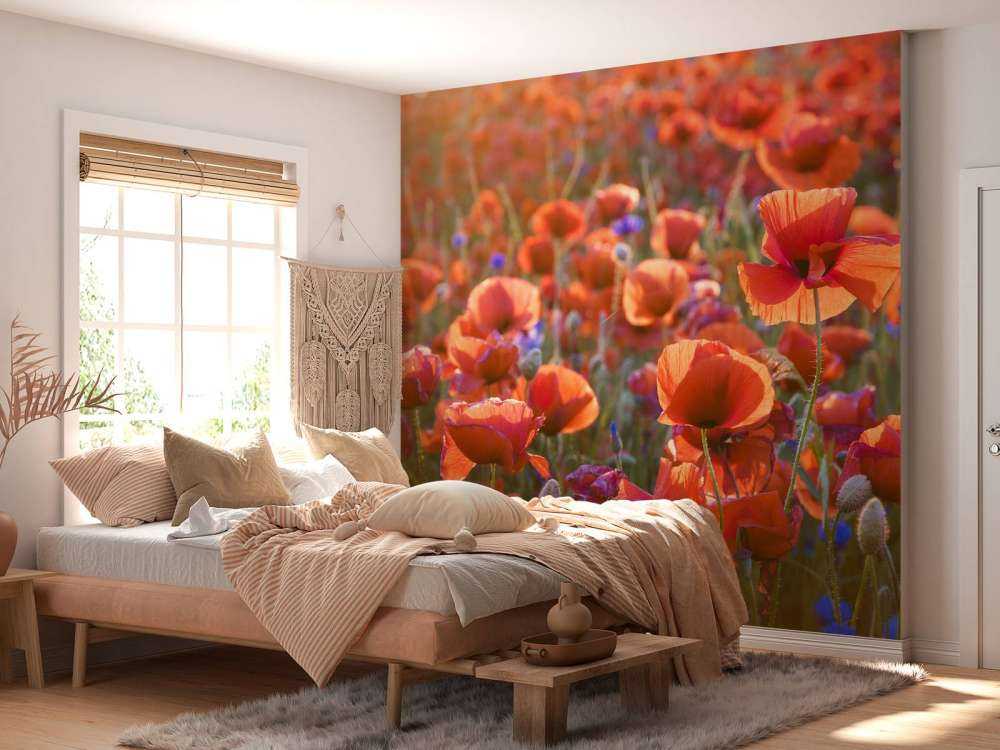 Vallmo i kvällsljuset