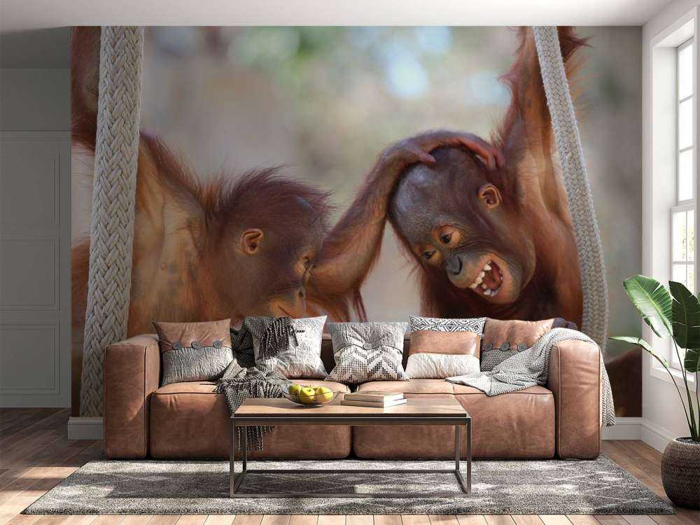 Baby orangutanger