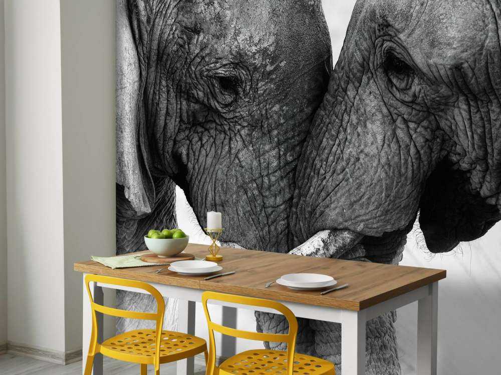 Fototapet elefanter