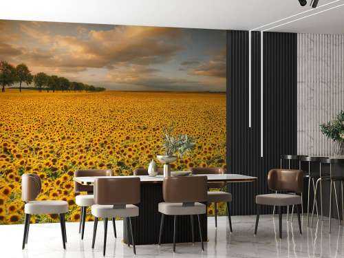 Sunflowers