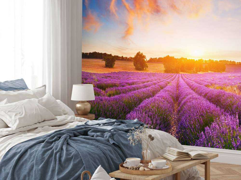 Vackert lavendel fält