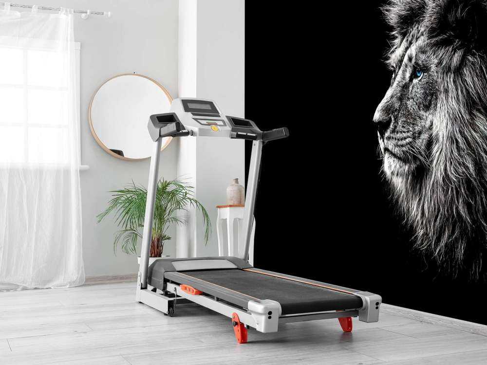 Lejon med blå ögon