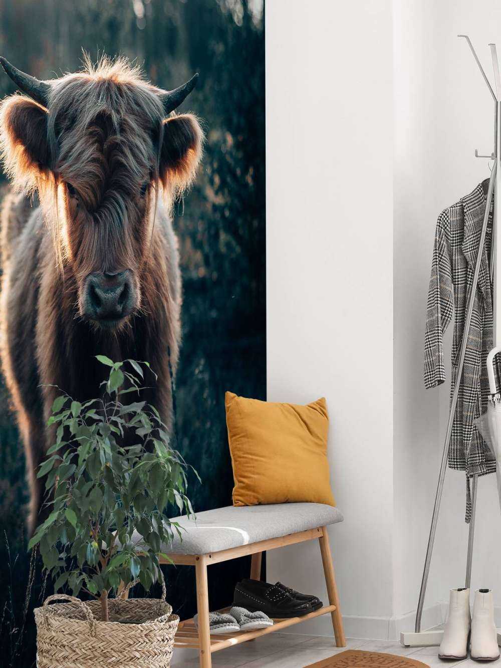 Young Scottish highlander