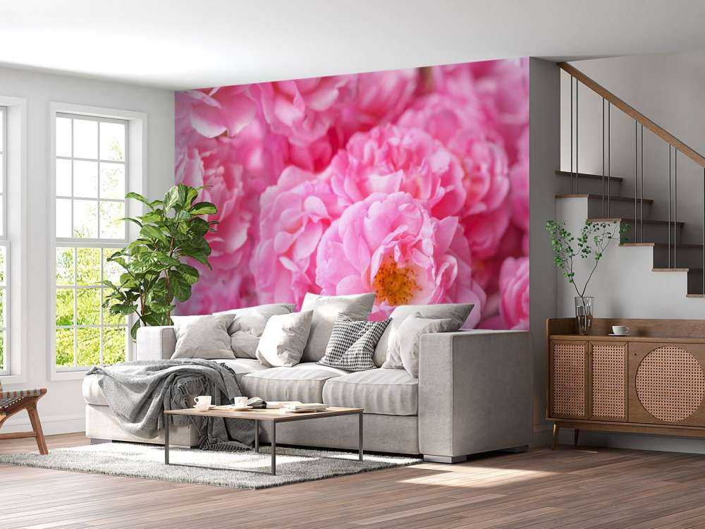 Flera rosa rosor