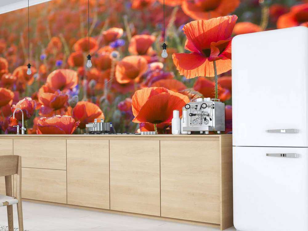 Vallmo i kvällsljuset