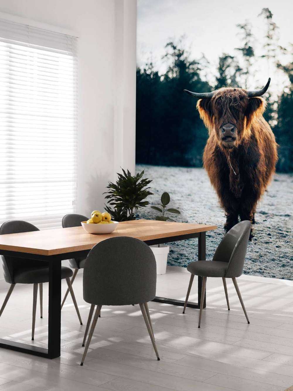 Skotsk highlander i morgonsolen