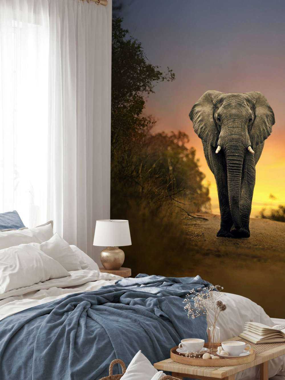 Elefant i solnedgangen