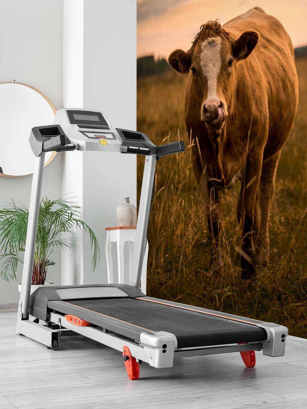 Ko med tungen i næsen