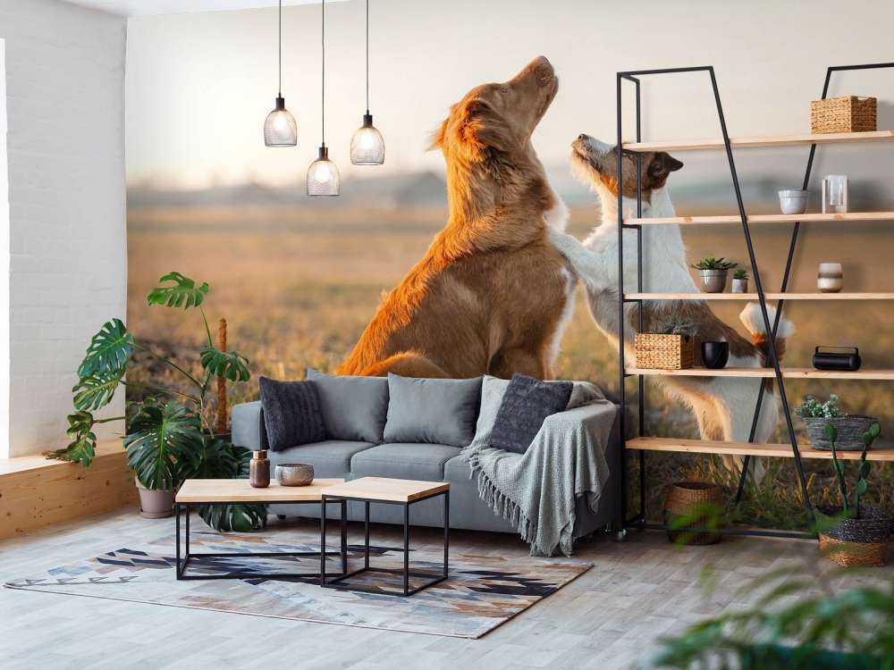 Slå hunde op