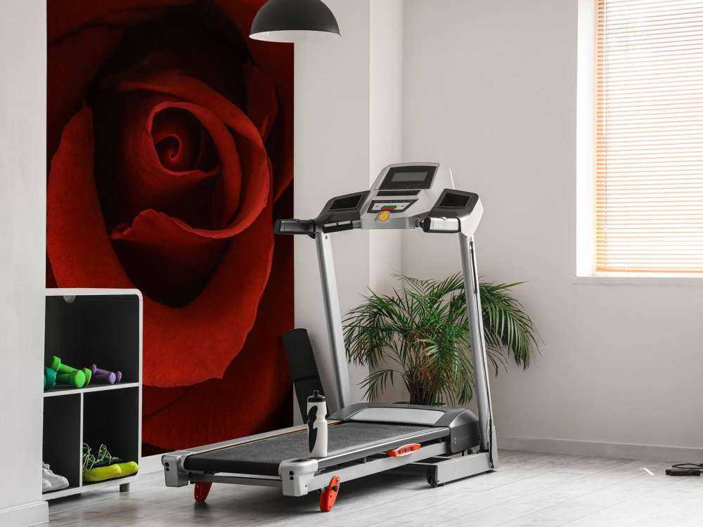 Nærbillede rød rose