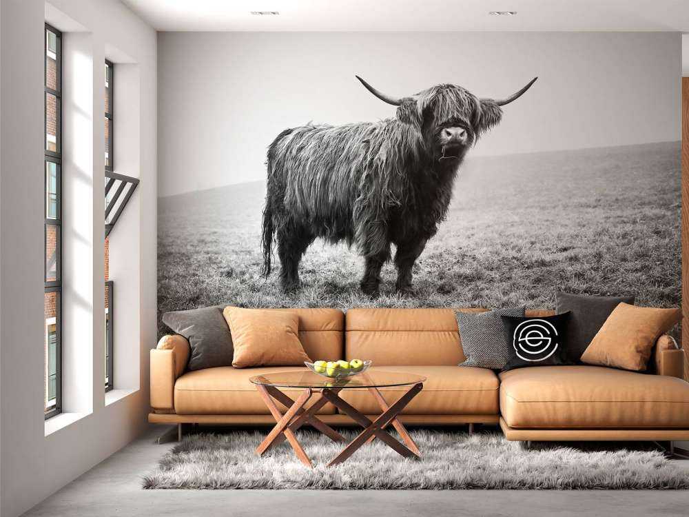 Scottish højlander i græsset