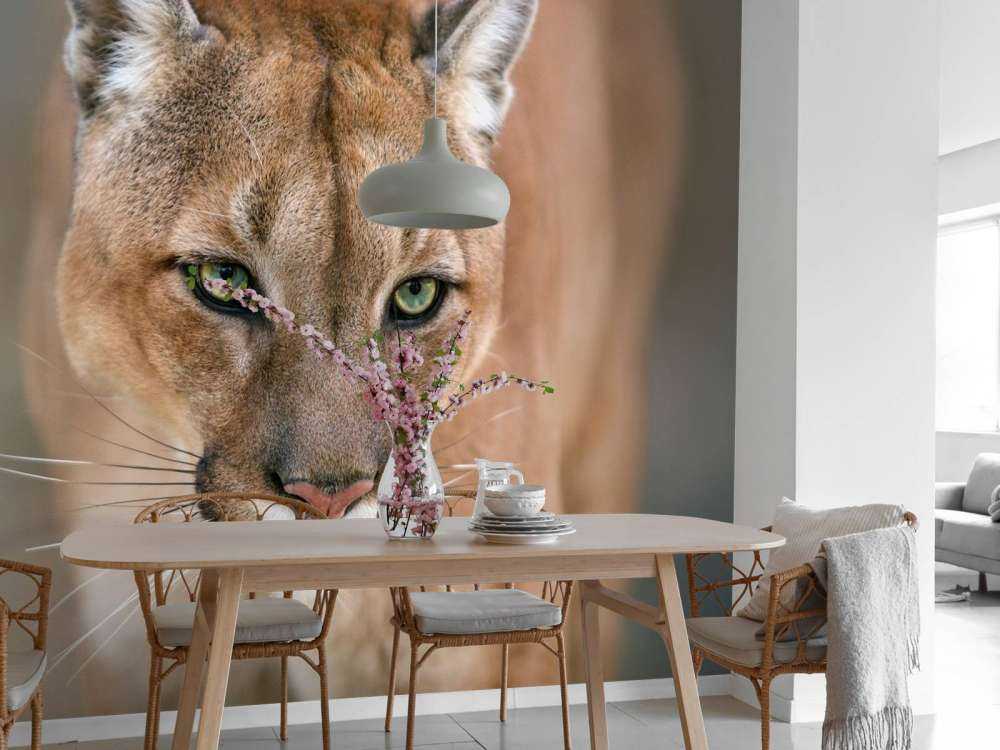 Puma på nært hgammel