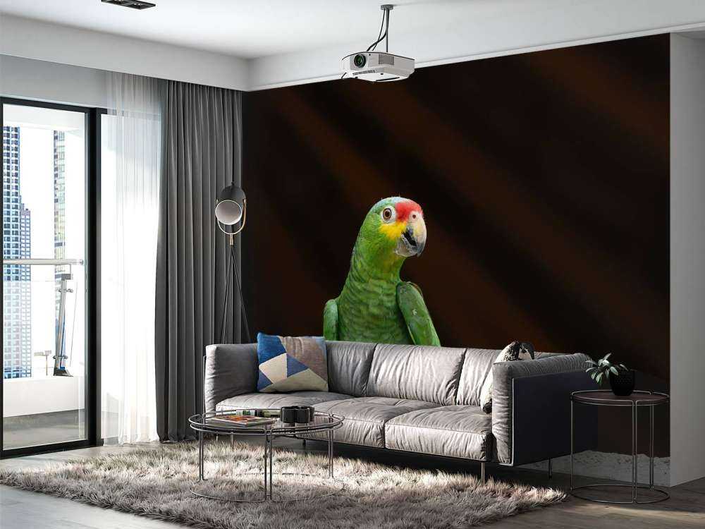 nysgjerrig papegøye