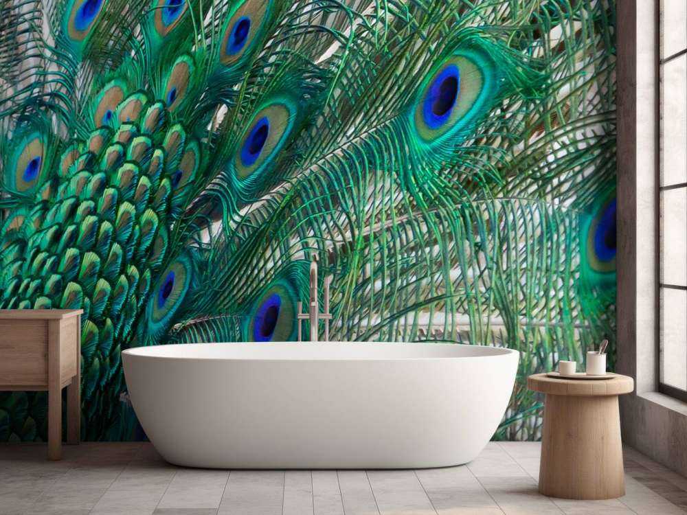 Farget fjærdrakt av en påfugl