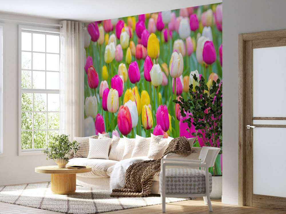 Fargerike tulipaner i en åker