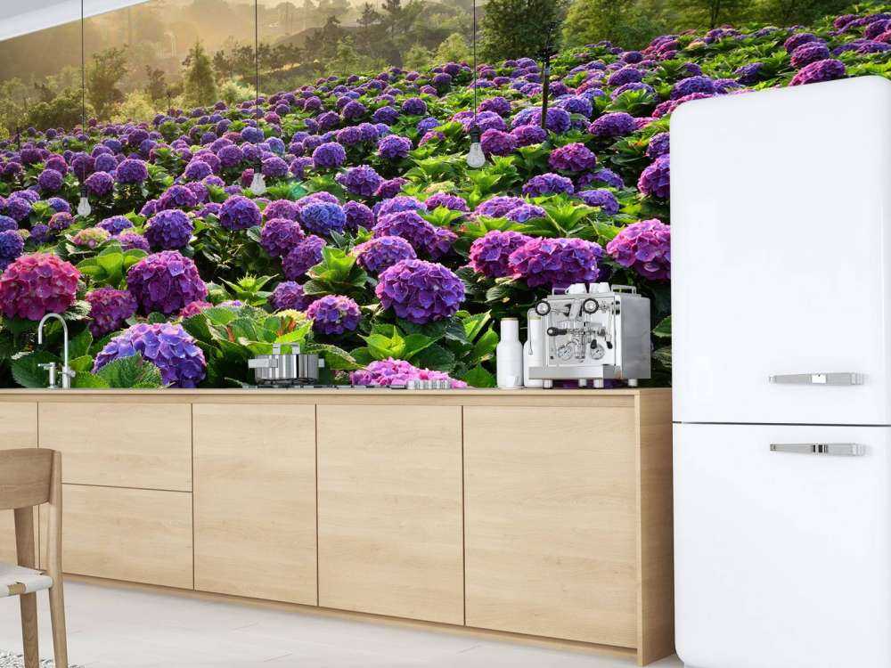 Hortensia på en åker