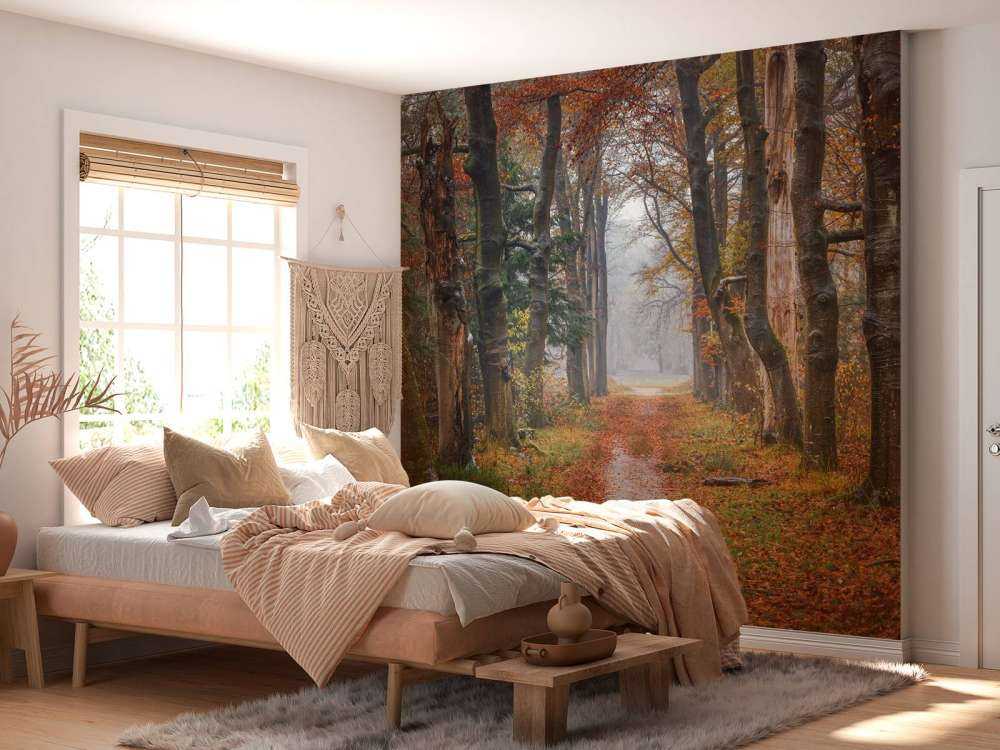 Skogssti med gamle trær