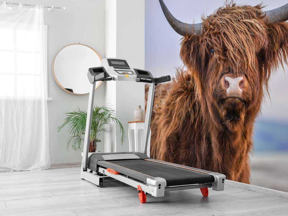 Stirrer det skotske høylandet