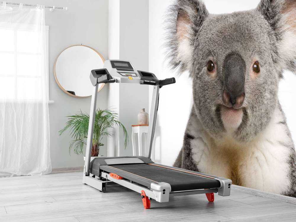Foto av en koala