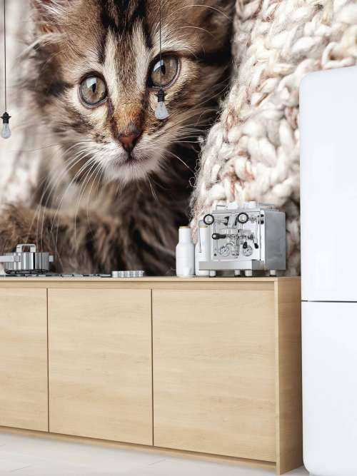 Katt i en filt