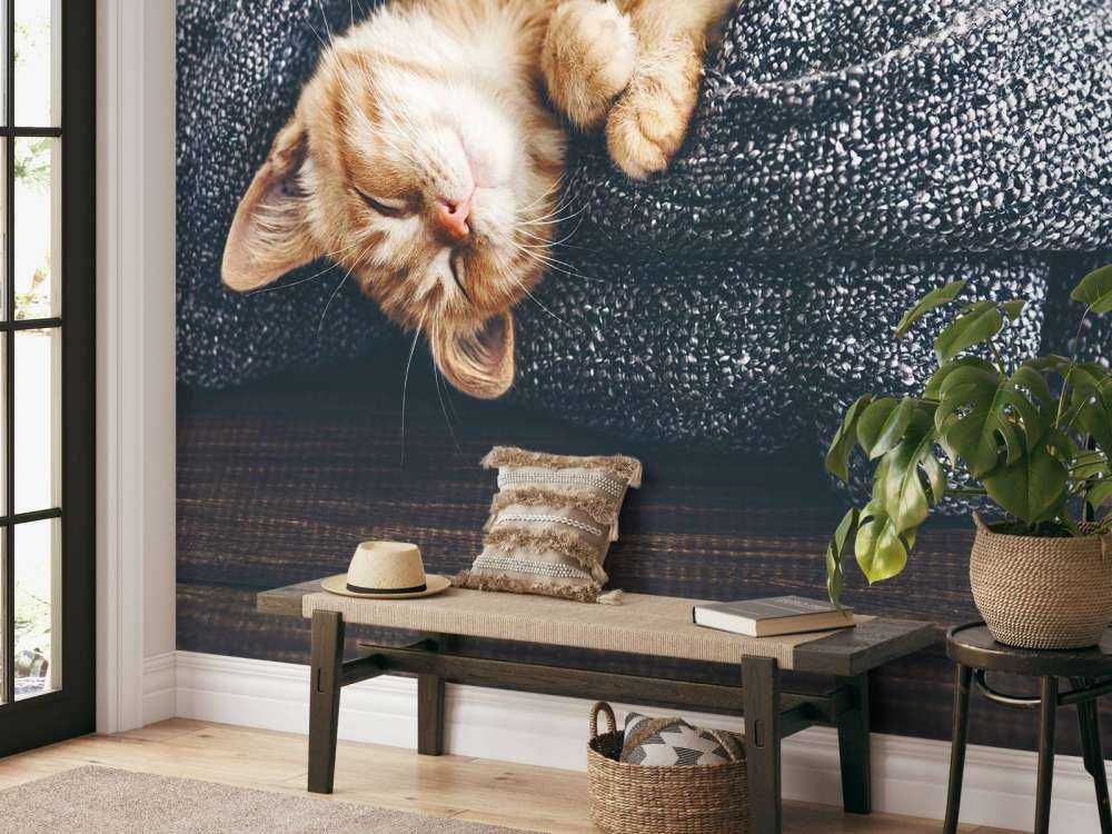 Sovande katt